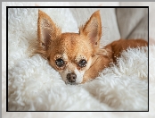Pled, Grafika, Chihuahua, Futrzany