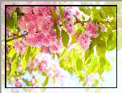 Gałąź, Wiśnia japońska, Kwiaty, Drzewo Owocowe