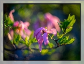 Gałąź, Rozmyte tło, Kwiaty, Magnolia