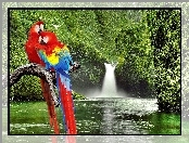 Wodospad, Gałąz, Papugi