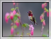 Koliber, Gałązka, Kwiaty