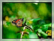 Gałązka, Motyl, Monarch
