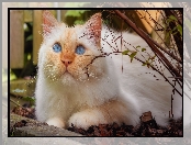 Kot, Gałązka, Niebieskooki, Biało-rudy