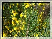 Gałązka, Kwiaty, Sosny, Żółte