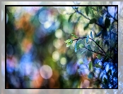 Gałązki, Bokeh, Liście, Światło