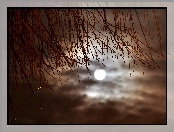 Gałązki, Księżyc, Nocne, Niebo