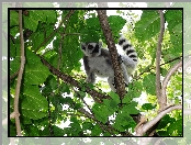 Lemur, Gałęzie, Liście