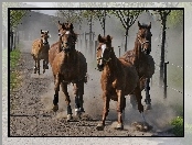 Konie, Galop, Drzewa