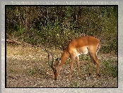 Gazela, Impala