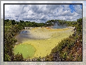 Drzewa, Nowa Zelandia, Wai-O-Tapu, Źródła termalne, Gejzer