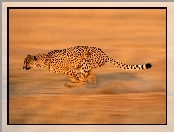 Gepard, Polowanie
