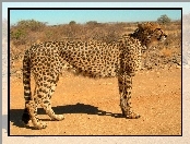 Gepard, Sawanna