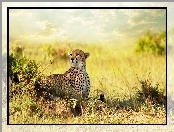 Gepard, Trawy