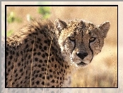 Gepard, Uszy