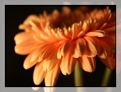 Gerbera