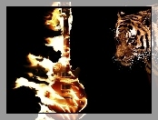 Płonąca, Gitara, Tygrys
