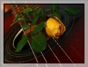 Róża, Gitara, Struny
