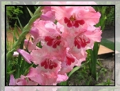 Gladiolus