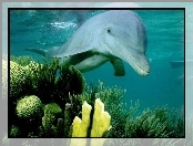 Delfiny, Głębiny Morskie