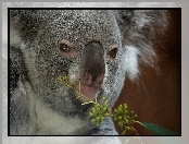 Koala, Głowa, Gałązka