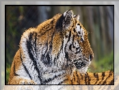 Profil, Zbliżenie, Tygrys, Głowa