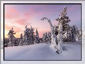 Gmina Posio, Finlandia, Zima, Park Narodowy Riisitunturi, Drzewa, Laponia, Ośnieżone, Wschód słońca, Wzgórze