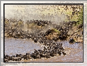 Antylopy, Gnu, Rzeka