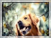 Pies, Golden Retriever