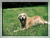 Golden Retriever, Piłeczka, Trawa