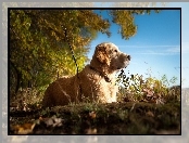 Golden Retriever, Spacer, Las