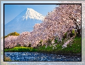 Wiosna, Mount Fuji, Drzewa, Japonia, Okwiecone, Rzeka, Stratowulkan Fudżi, Góra