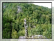 Górski, Las