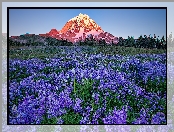 Góry, Stan Waszyngton, Łąka, Stany Zjednoczone, Drzewa, Kwiaty, Łubin, Park Narodowy Mount Rainier