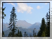 Góry, Drzewa