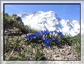Góry, Kwiaty, Goryczka Alpejska