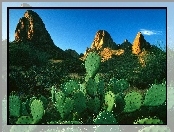 Kaktusy, Góry, Pustynia
