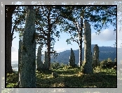 Góry, Las