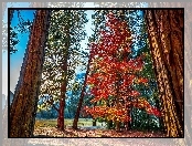 Góry, Kalifornia, Las, Yosemite