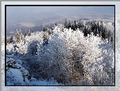 Góry, Drzewa, Lasy, Ośnieżone
