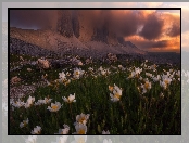 Góry, Włochy, Chmury, Masyw Tre Cime di Lavaredo, Łąka, Dolomity, Kwiaty, Ciemne, Białe