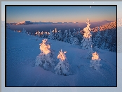 Ośnieżone, Góry Karpaty, Zima, Ukraina, Las, Świerki