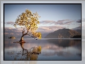 Odbicie, Nowa Zelandia, Jezioro Wanaka, Góry, Drzewo