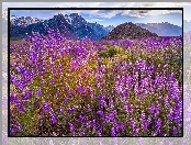 Góry, Kwiaty, Stany Zjednoczone, Łubin, Alabama Hills, Mount Withney, Kalifornia