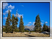 Drzewa, Stany Zjednoczone, Stan Kalifornia, Park Narodowy Yosemite, Góry