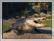 Aligator, Planet Zoo, Gra