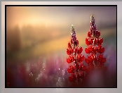 Kwiaty, Grafika AI, Łubin, Czerwone