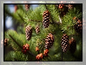 Sosna, Grafika AI, Szyszki, Gałązki