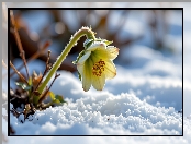Śnieg, Grafika AI, Ciemiernik, Kwiat