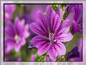 Zbliżenie, Grafika AI, Fioletowy, Kwiat