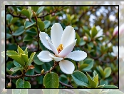 Liście, Grafika AI, Magnolia, Kwiat